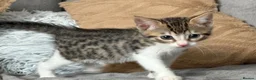 Bengal cats for sale: 🐾 2 Beautiful Bengal Cross Female Kittens  🐾 - Advert 2