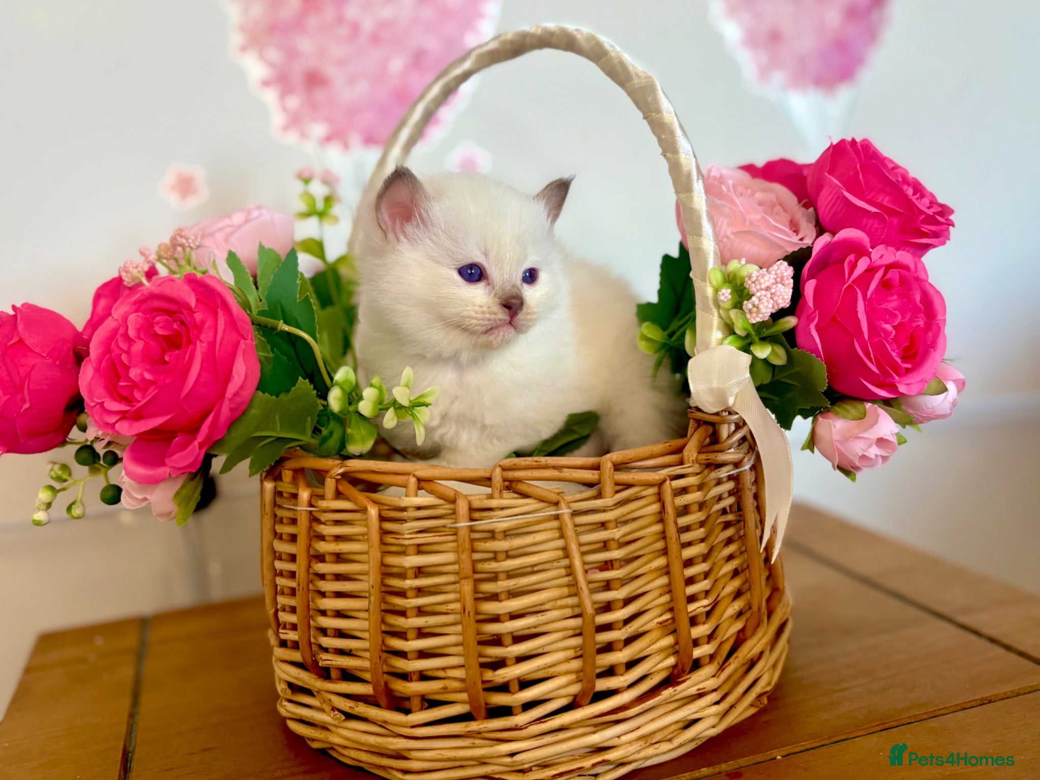 Ragdoll cats ⭐️ TICA Reg ⭐️ 👑 Champion Line 👑 Ragdoll Kittens - Advert 1