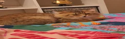 Mixed Breed cats for sale: 5 year old male for rehome - Advert 2