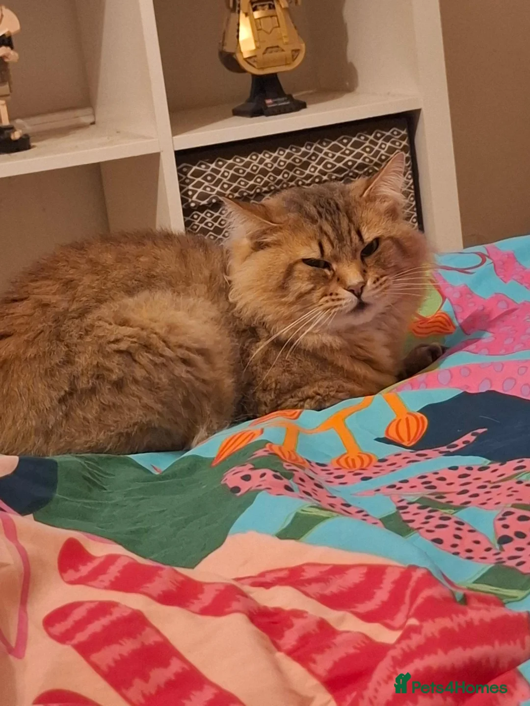 Mixed Breed cats for sale: 5 year old male for rehome - Advert 2