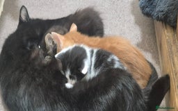 Mixed Breed cats for sale: Black male kitten  - Image 2