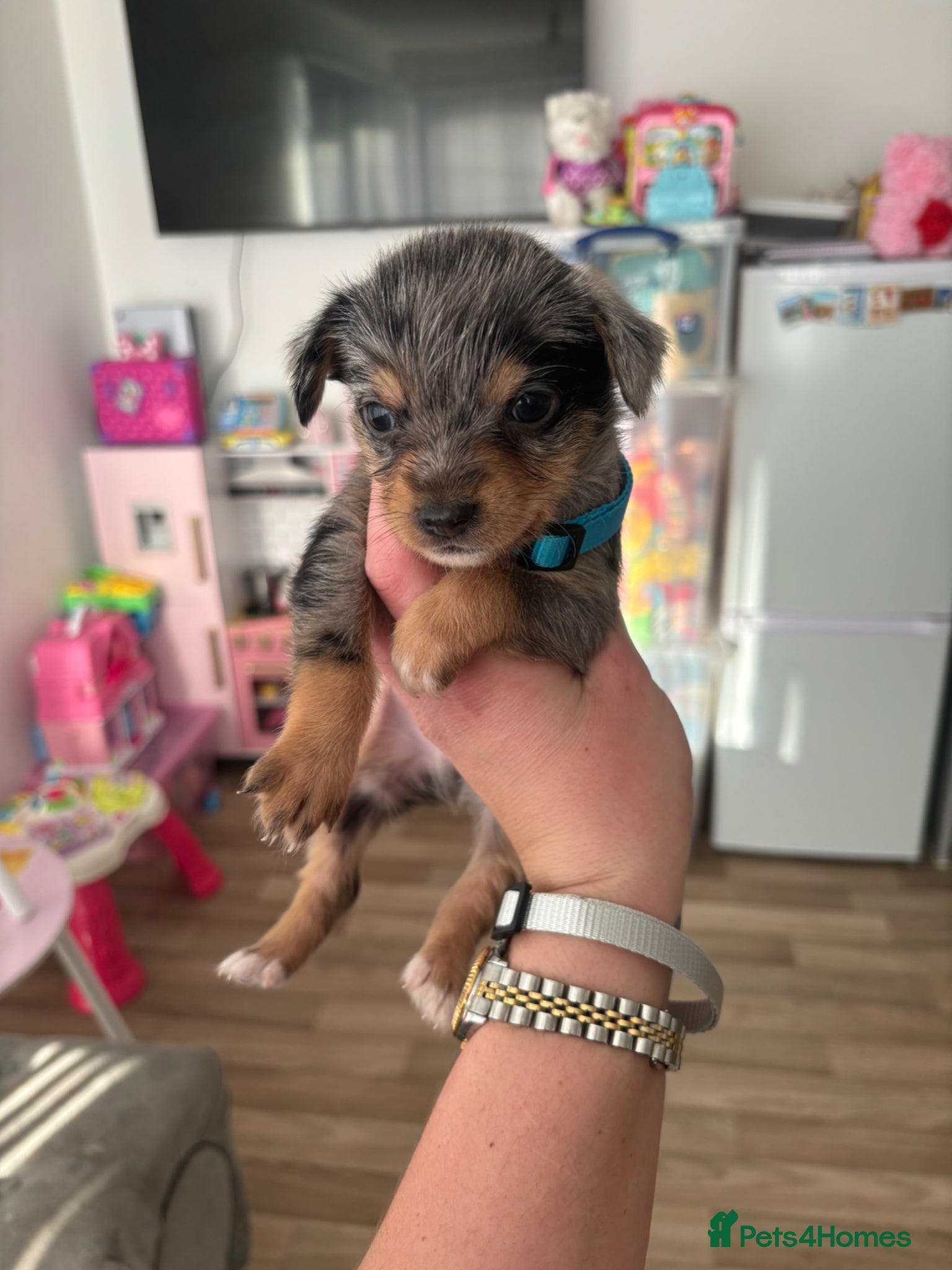 Mixed Breed dogs adorable chihuahua mix puppies - Advert 4