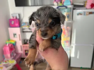 Mixed Breed dogs adorable chihuahua mix puppies - Advert 16