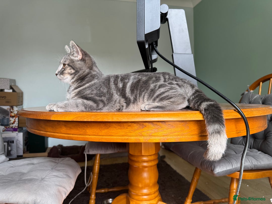 Domestic Shorthair cats for sale: 4 Adorable Kittens Ready for their Forever Homes! - Image 7