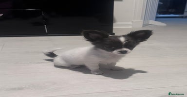 Chihuahua dogs - Advert 15