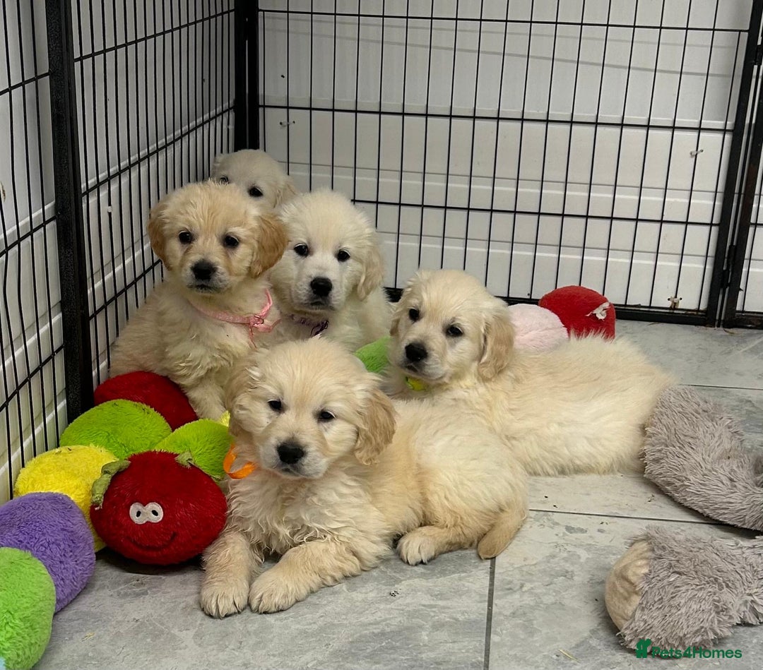Golden Retriever dogs for sale: Wonderful happy golden retriever puppies  - Image 11