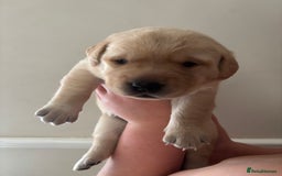 Labrador Retriever dogs for sale: STUNNING HEALTH TESTED LABRADORS - Image 18