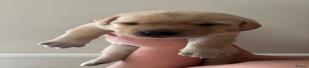 Labrador Retriever Puppy 1