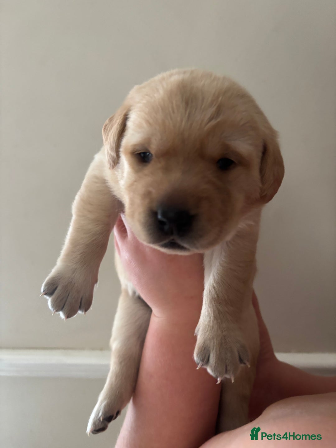 Labrador Retriever dogs for sale: STUNNING HEALTH TESTED LABRADORS - Image 18