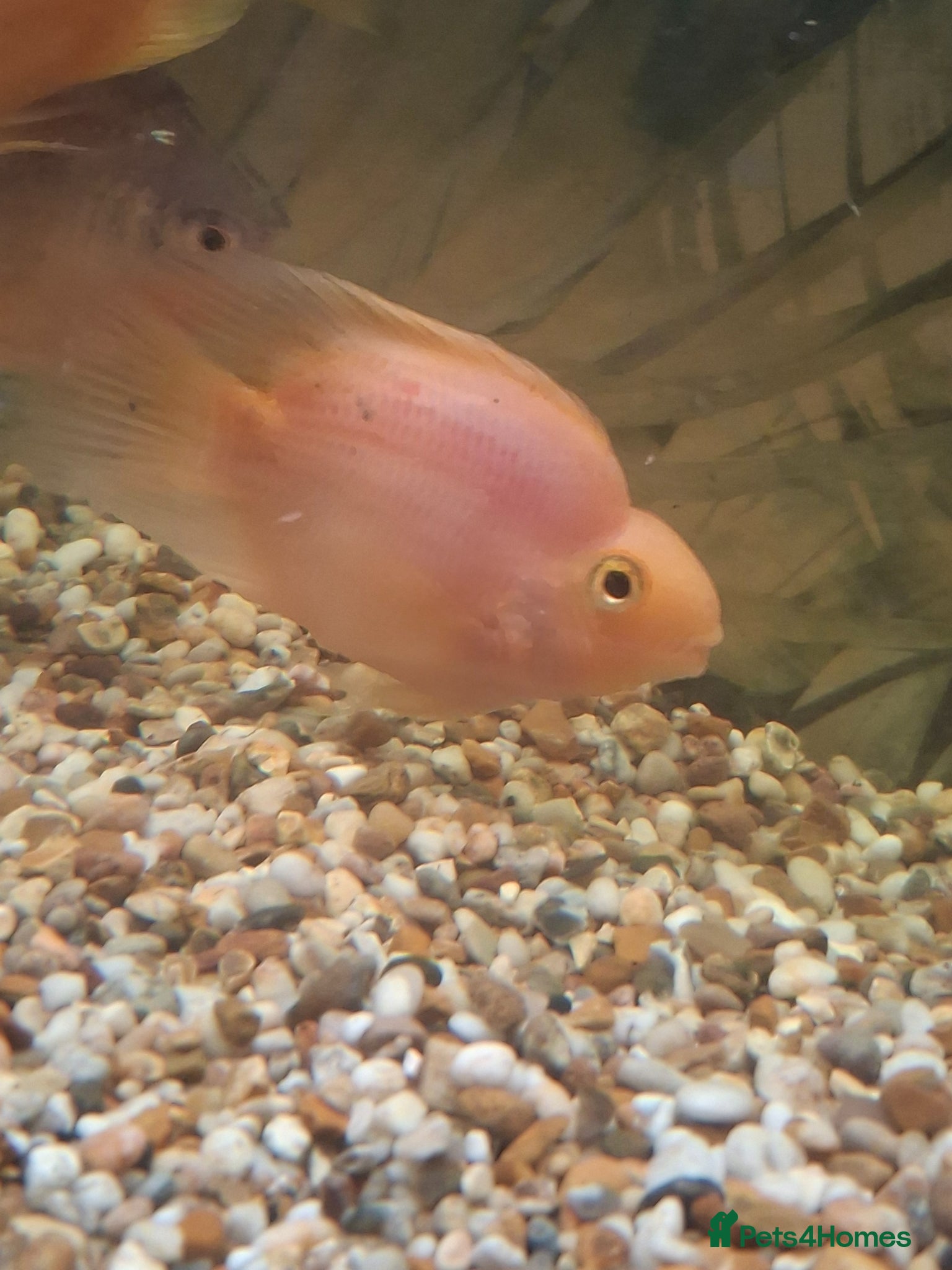 Cichlids fish Parrot Fish - Advert 12