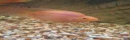 Cichlids fish for sale: Parrot Fish - Advert 1
