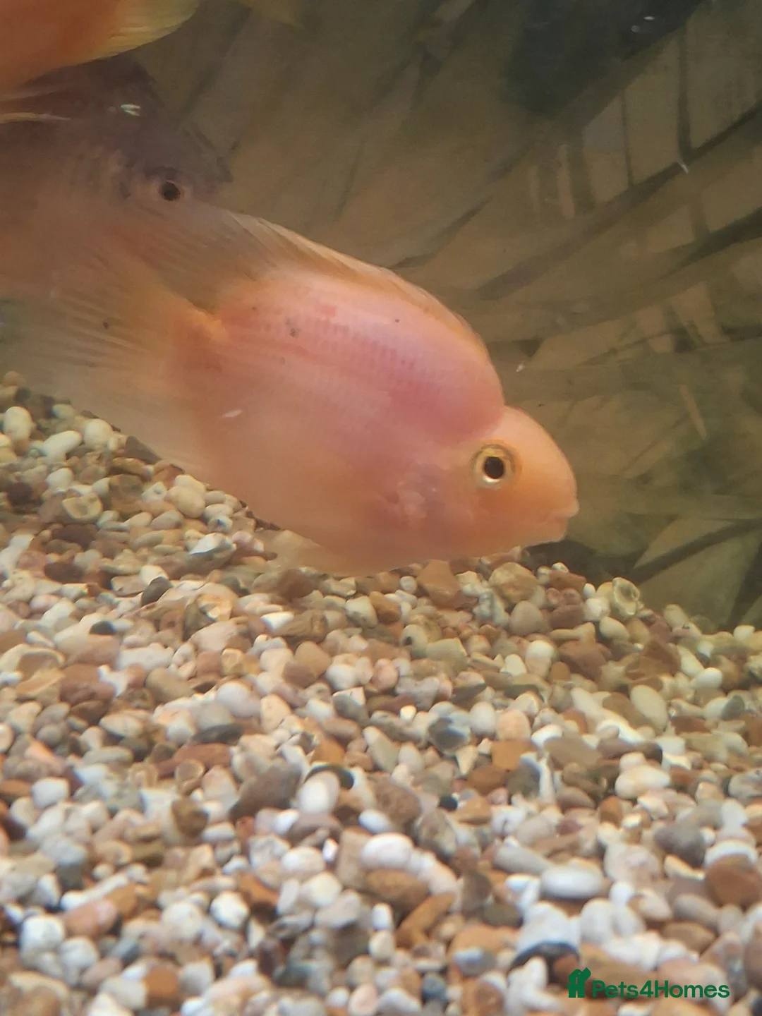 Cichlids fish for sale: Parrot Fish - Advert 1