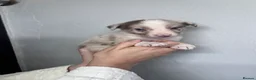Border Collie dogs for sale: 6 Beautiful Red Merle puppies  - Advert 29