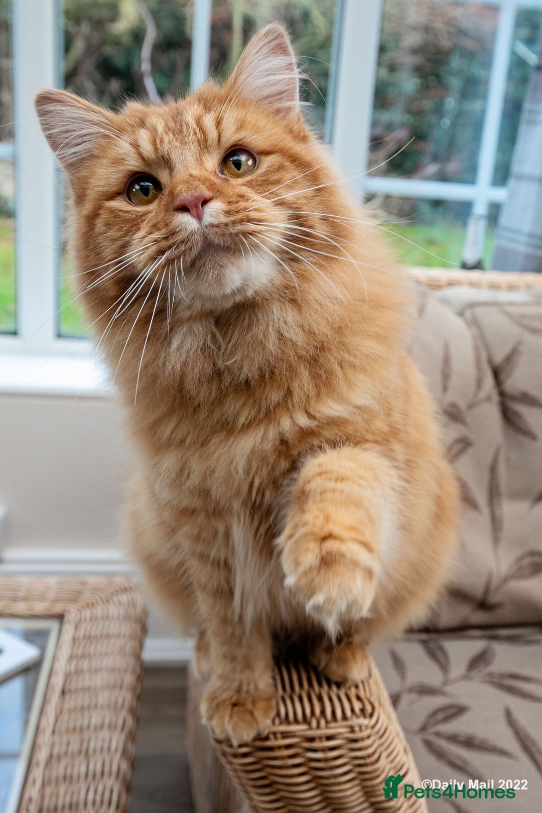 Mixed Breed cats for sale: Male Long haired ginger cat - Advert 8
