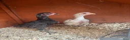 Chickens poultry for sale: Pair of Ko Shamos  - Advert 1