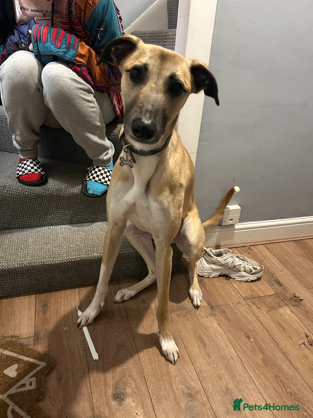 Greyhound dogs for sale: One Year Old Greyhound - Advert 2