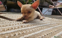 Chihuahua dogs for sale: Last beautiful boy ready to leave- reduced price! - Image 11
