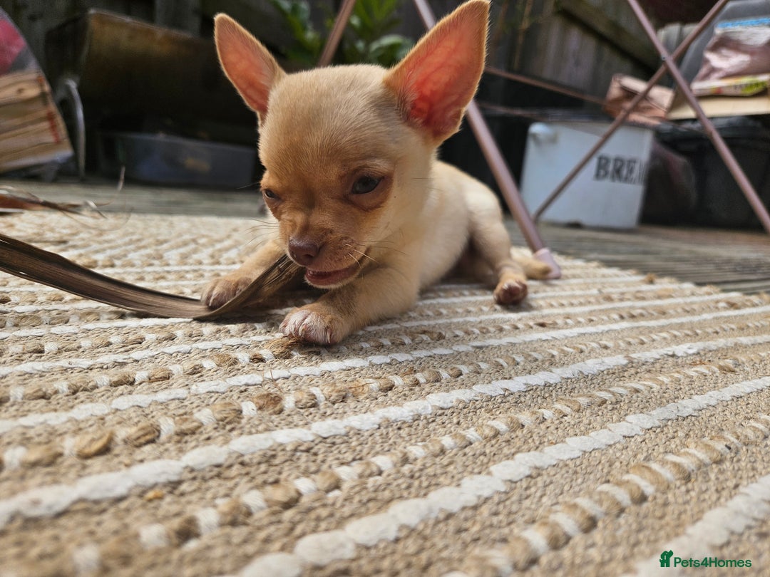 Chihuahua dogs for sale: Last beautiful boy ready to leave- reduced price! - Image 11