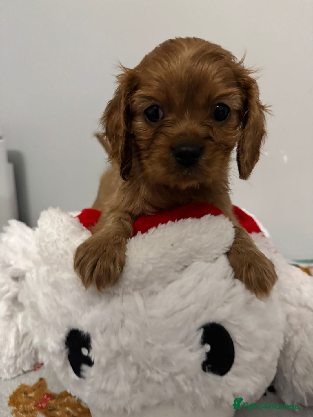 Cavalier King Charles Spaniel dogs for sale: Cavalier King Charles Spaniel Pups KC Reg - Advert 21