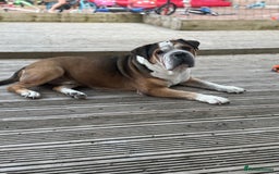 American Bulldog dogs for sale: american bulldog  - Image 5