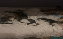 Domestic Shorthair cats for sale: Last Kitten :( - Image 7