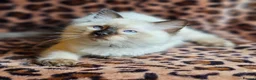 Ragdoll cats for sale: Ragdoll Kittens  - Advert 6