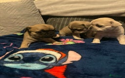 Frug dogs for sale: 3 frug puppies looking for there forever homes. - Advert 10