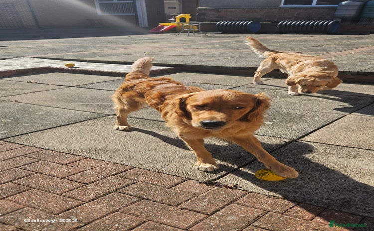 Golden Retriever dogs - Advert 2