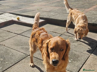 Golden Retriever dogs - Advert 22