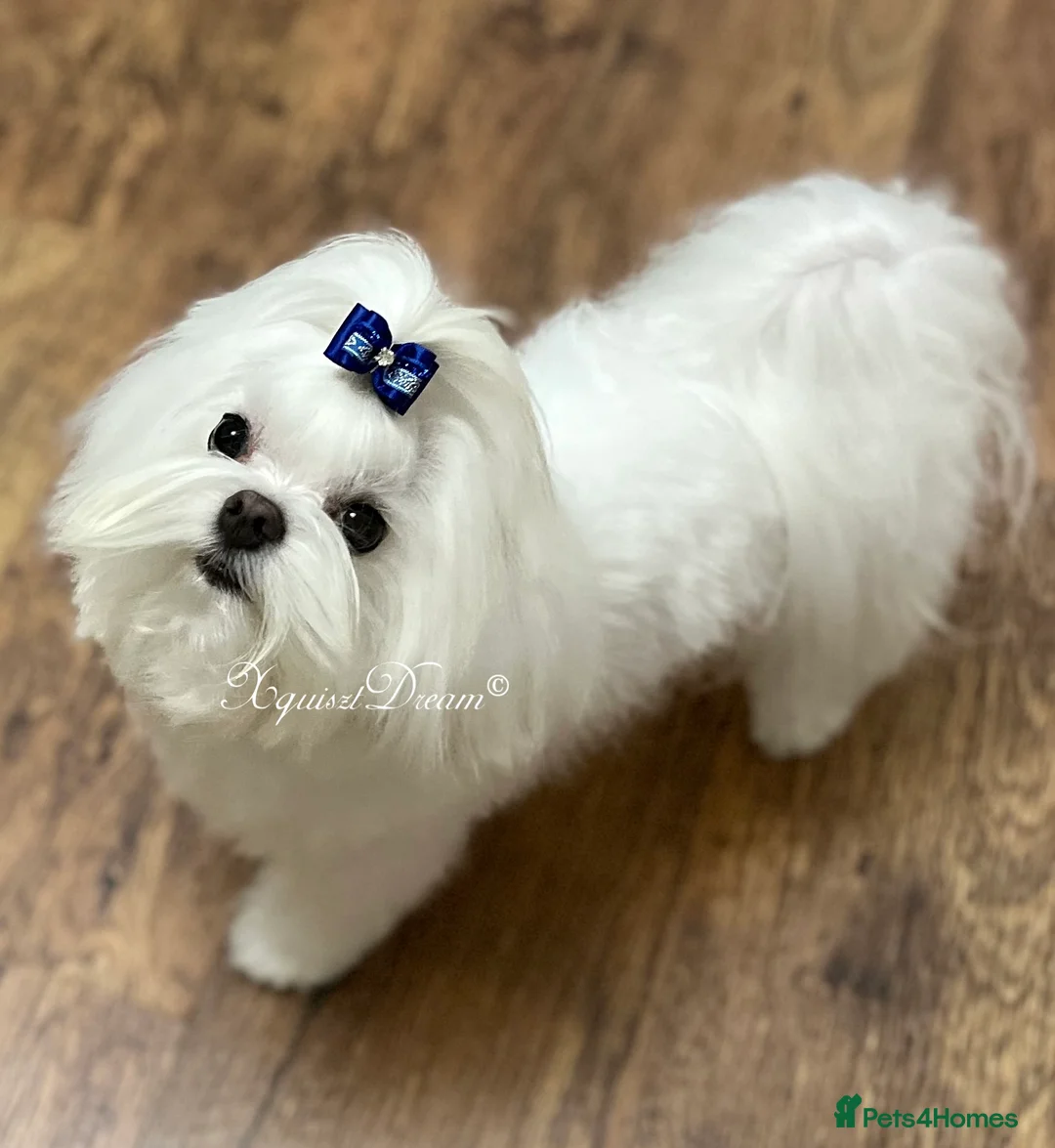 Maltese dogs for stud: OCTAVIUS Korean Maltese KC Registered Proven Stud in Halesowen - Advert 17