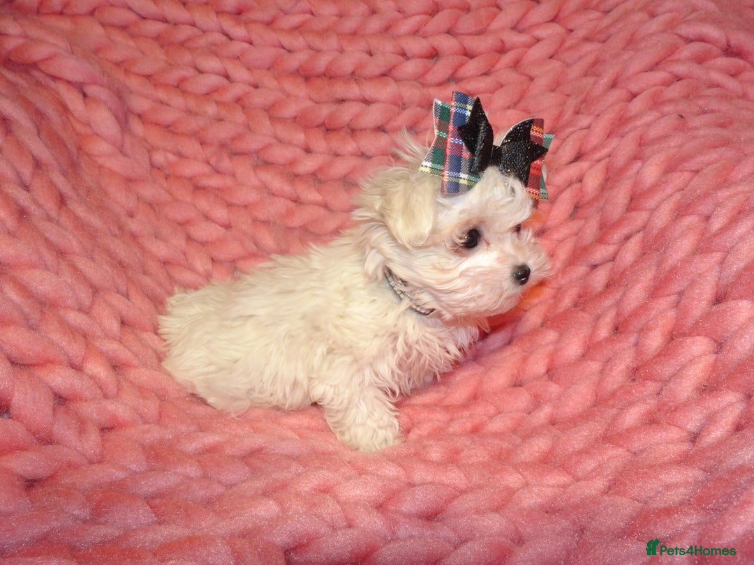 Maltipoo dogs for sale: *Micro Tiny F1 Maltese x Toy Poodle Maltipoo Pup* - Image 6