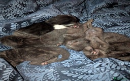 Mixed Breed cats for sale: 3 playful black kittens  - Image 4