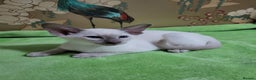 Oriental cats for sale: 7 GCCF Oriental & Siamese Kittens - Advert 9