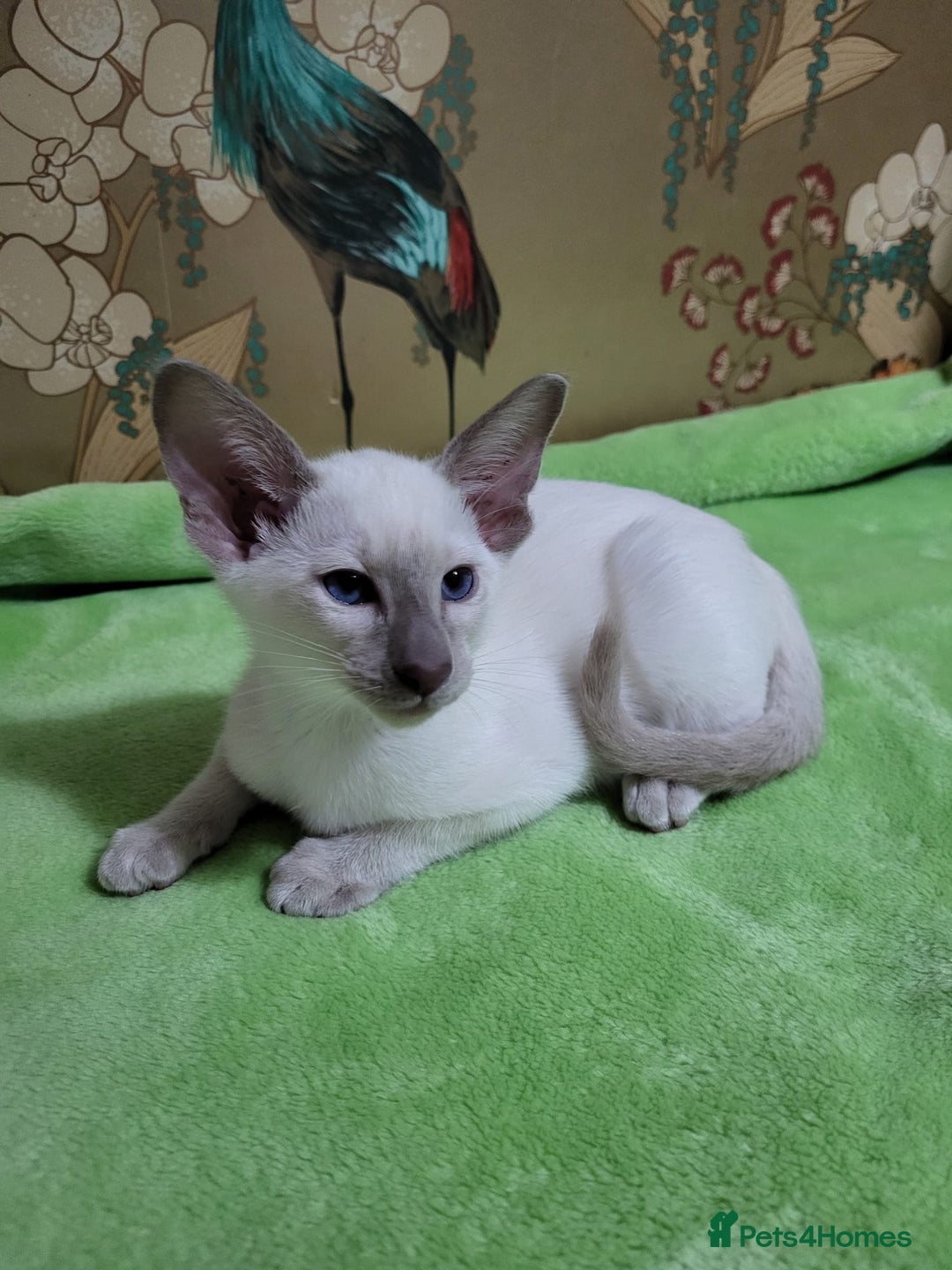 Oriental cats for sale: 7 GCCF Oriental & Siamese Kittens - Advert 9