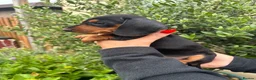 Miniature Dachshund dogs for sale: Stunning KC Miniature Dachshund Litter of 7 in Burnley - Advert 12