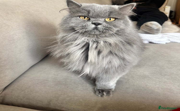 British Longhair cats - Advert 5