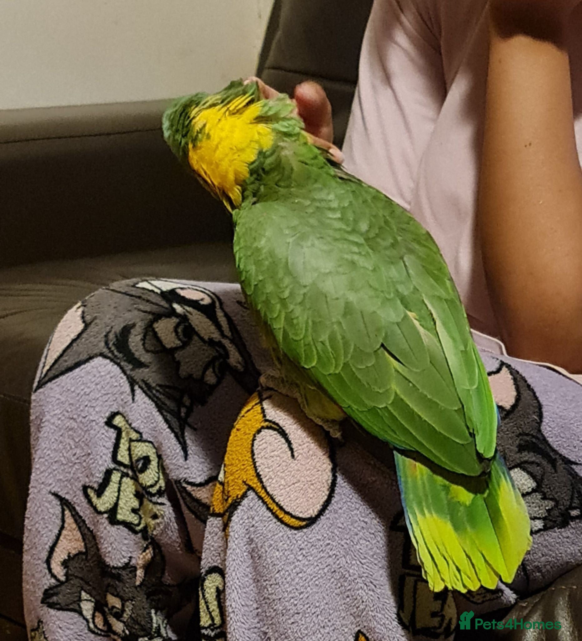 Parrots birds Tame Male Yellow Naped Amazon - Advert 1