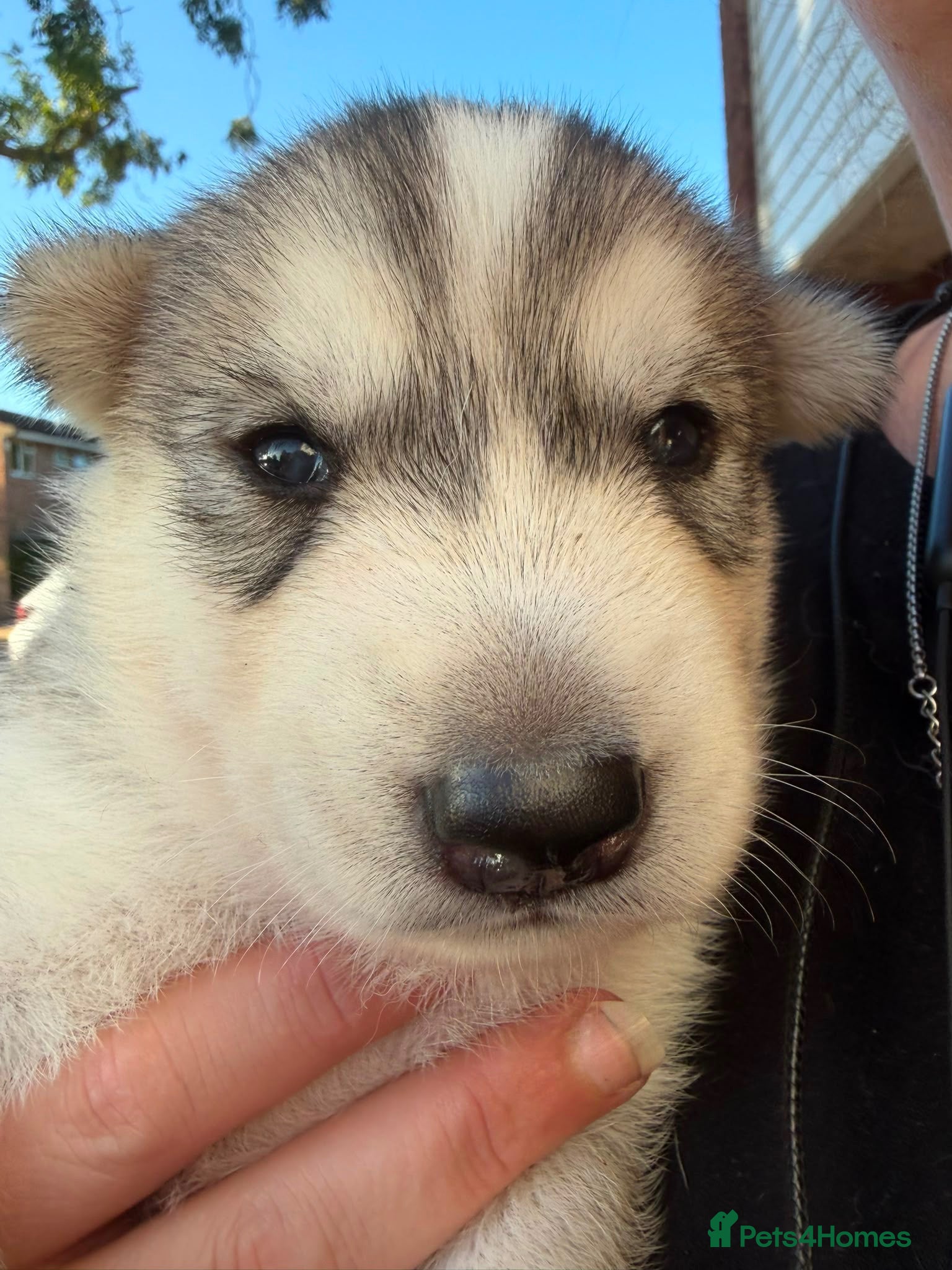 Utonagan dogs 7 stunning husky/malamute puppies - Advert 1