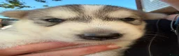 Utonagan dogs for sale: 7 stunning husky/malamute puppies in Waltham Abbey - Advert 3