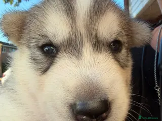 Utonagan dogs 7 stunning husky/malamute puppies - Advert 1