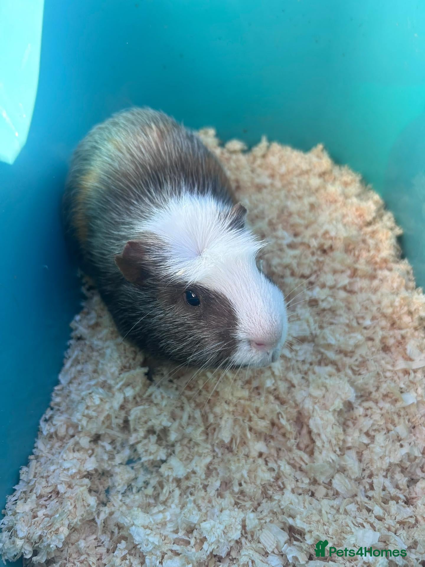 Guinea Pig rodents for sale: Male Guinea pig 2.5 years old - Advert 5