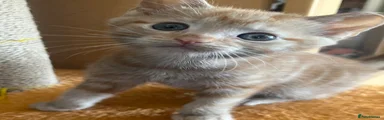 Mixed Breed Kitten 5