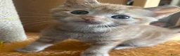 Mixed Breed cats for sale: Gorgeous kittens  - Advert 4
