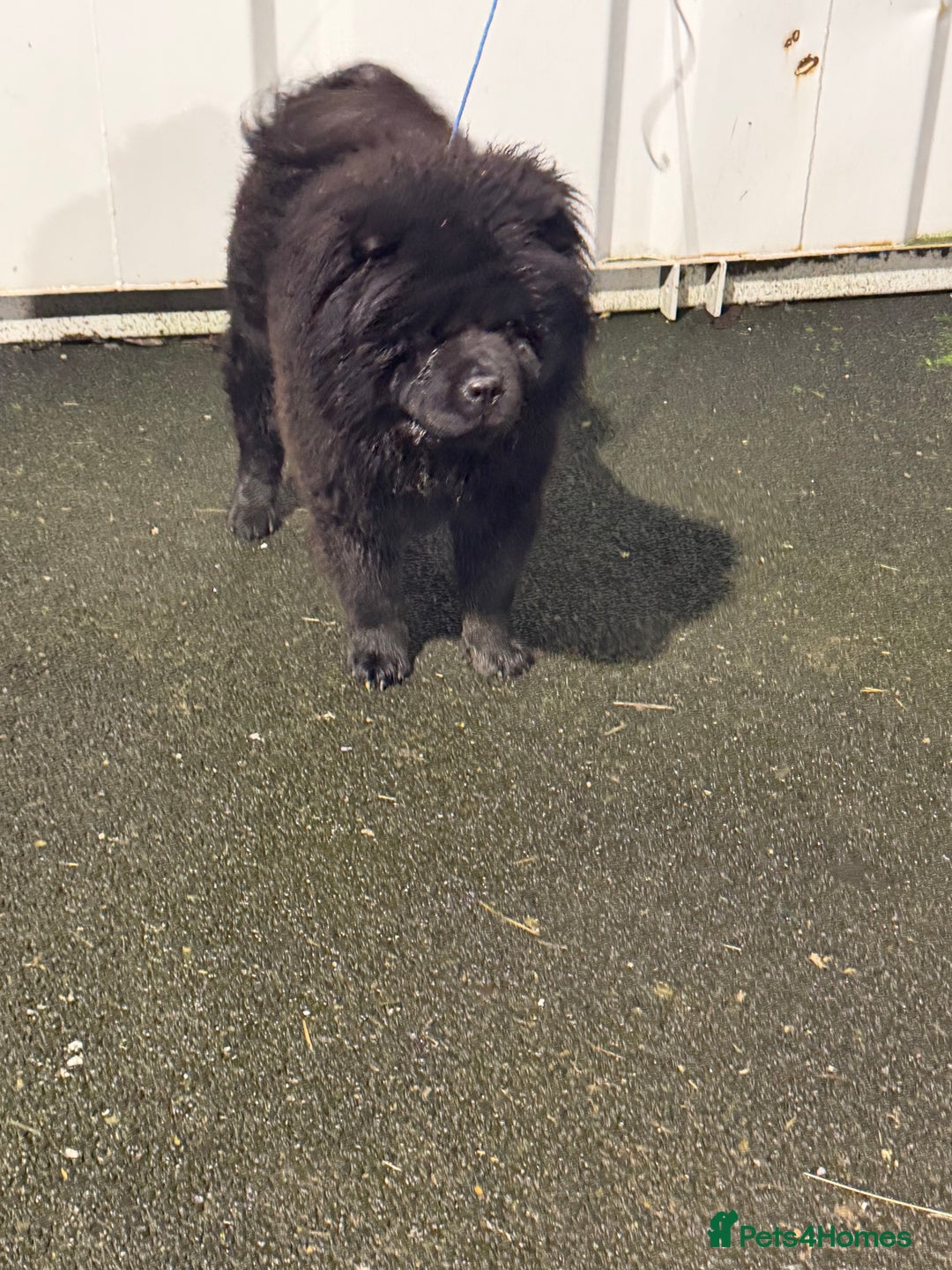 Chow Chow dogs for sale: Chow chow  - Advert 3