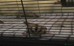 Sugar Glider rodents for sale: Twin Sugar Gliders  - Image 5
