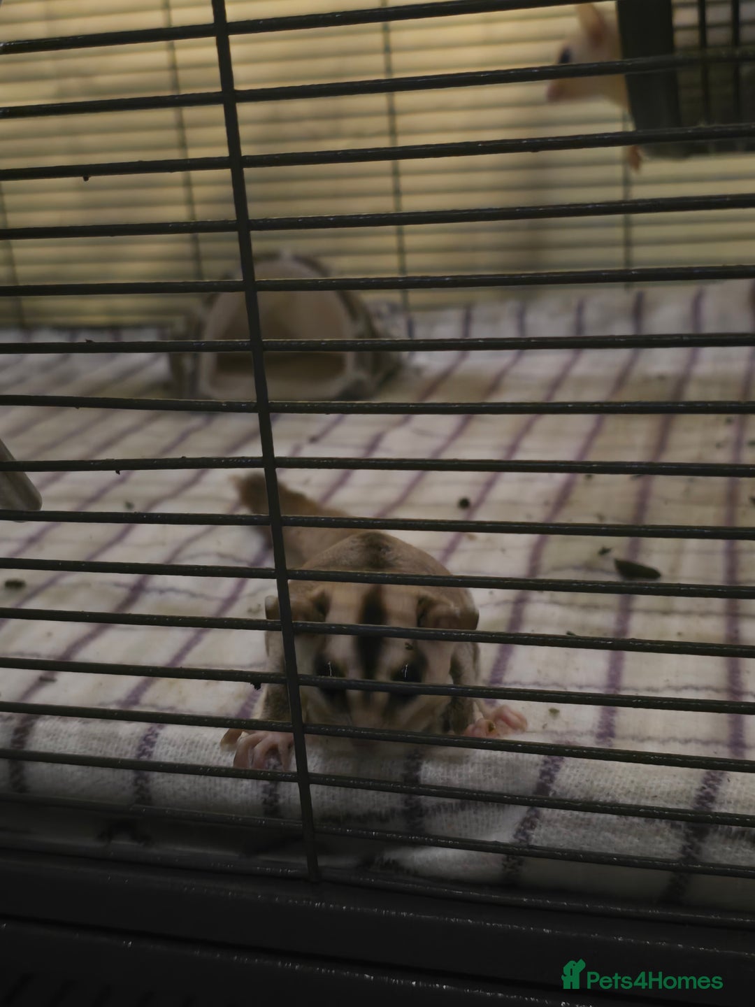 Sugar Glider rodents for sale: Twin Sugar Gliders  - Image 5