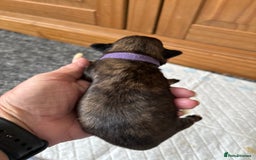 Shih Tzu dogs for sale: 2x girls  - Image 3