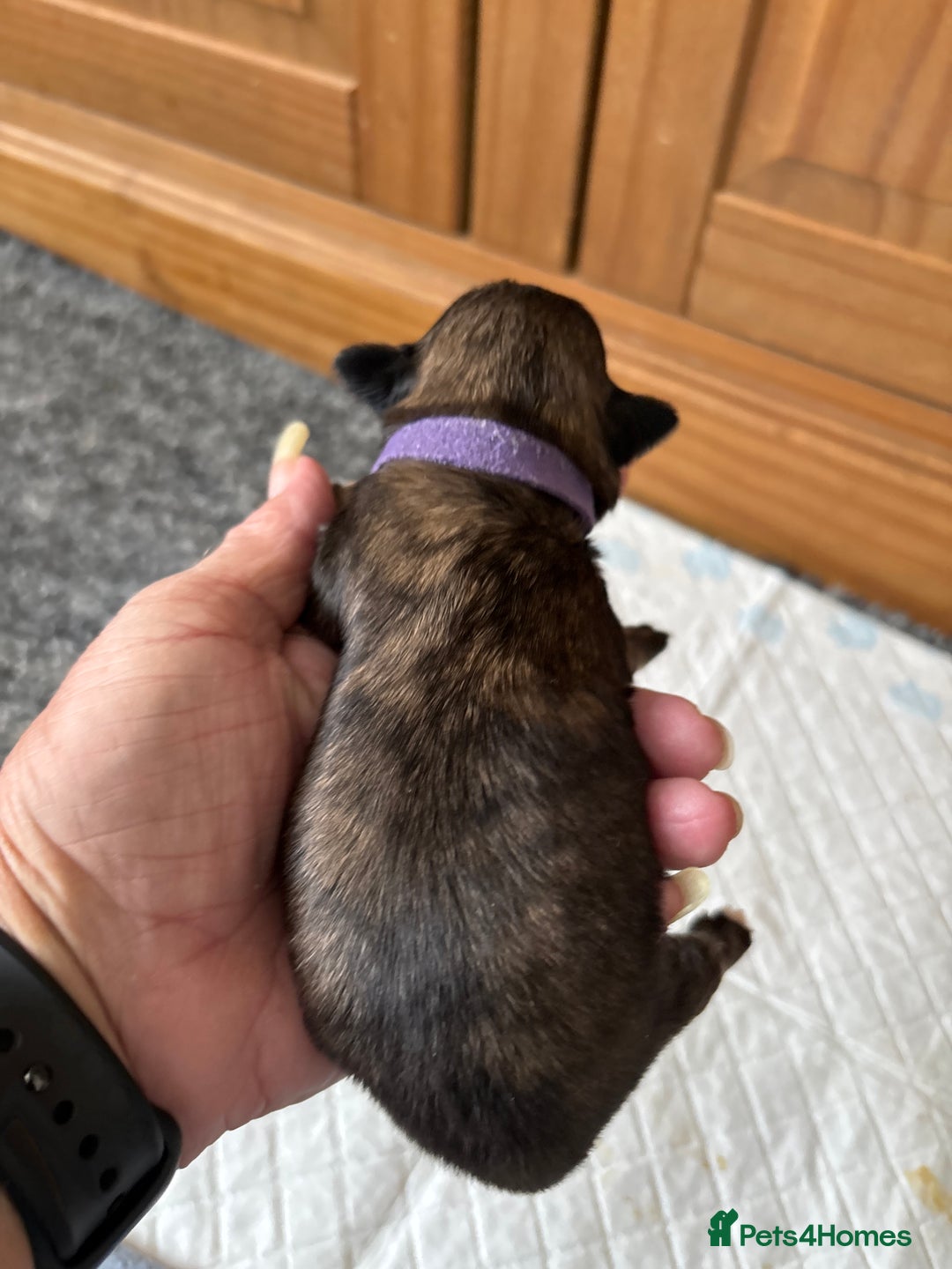 Shih Tzu dogs for sale: 2x girls  - Image 3