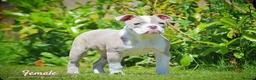 Old Tyme Bulldog dogs for sale: 23 YEARS, EXPERIENCE, 5 STAR RATED, LICENSED - Advert 5
