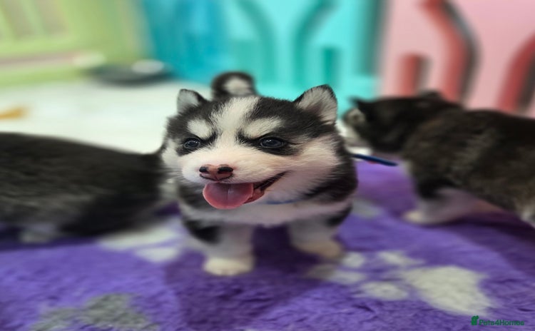 Pomsky dogs - Advert 5
